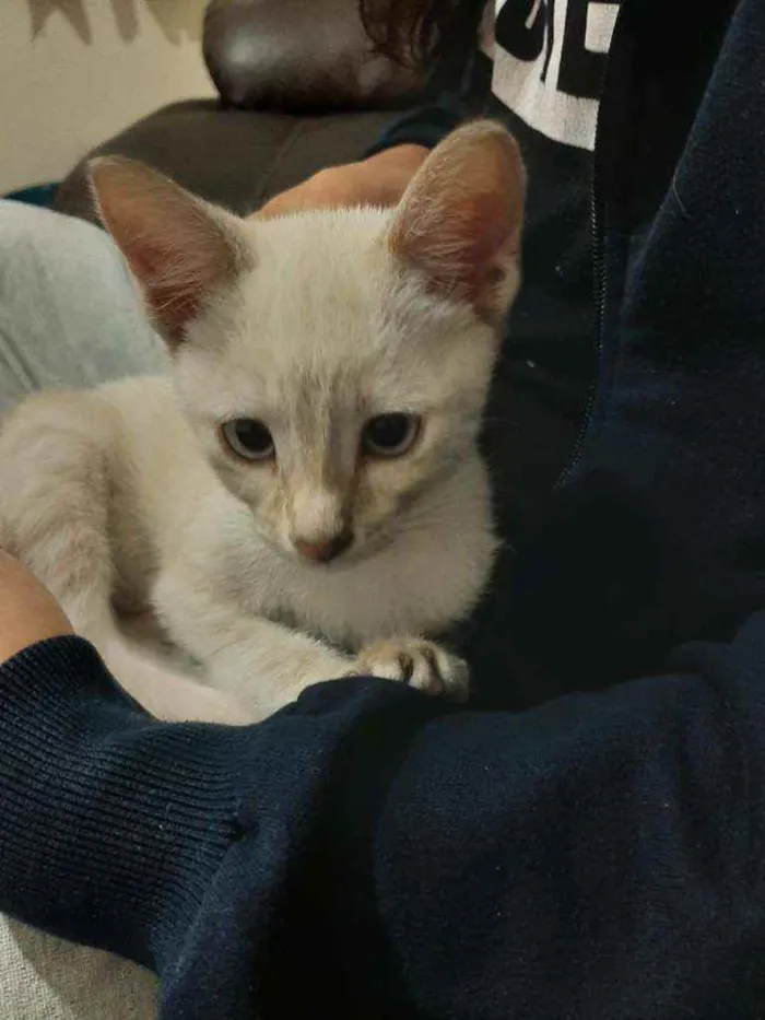 Gato ra a Sem raça definida idade 2 a 6 meses nome Mariáh