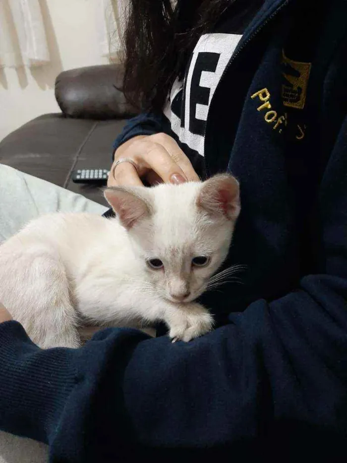 Gato ra a Sem raça definida idade 2 a 6 meses nome Mariáh