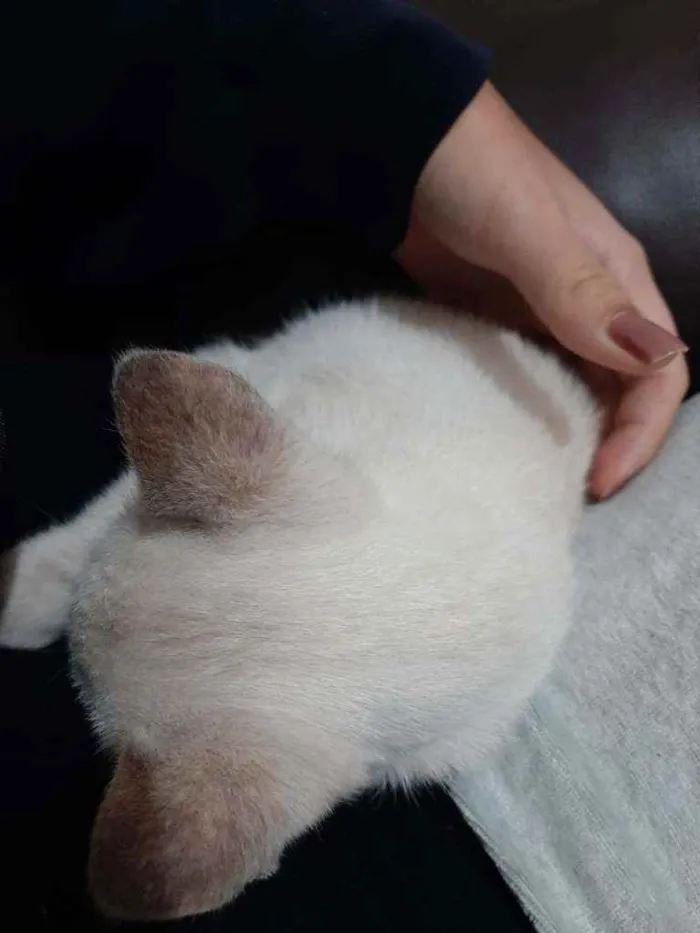 Gato ra a Sem raça definida idade 2 a 6 meses nome Mariáh