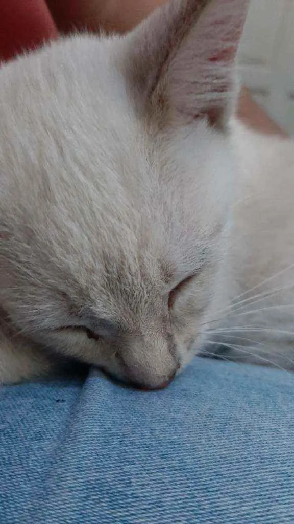 Gato ra a Sem raça definida idade 2 a 6 meses nome Mariáh