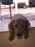 Princesa