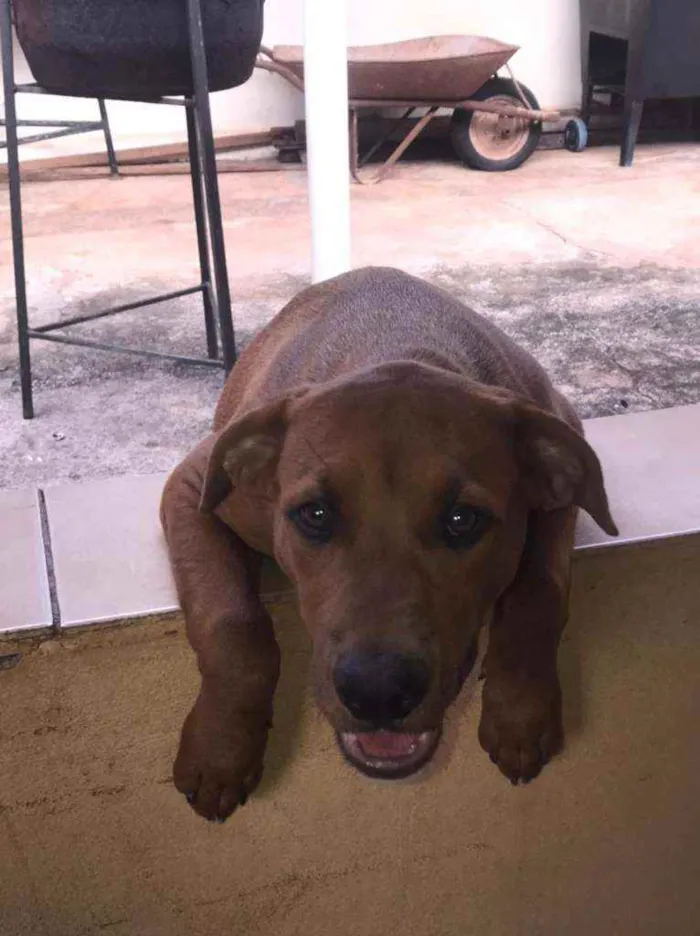 Cachorro ra a American bully/ rottweiler  idade 2 a 6 meses nome Princesa