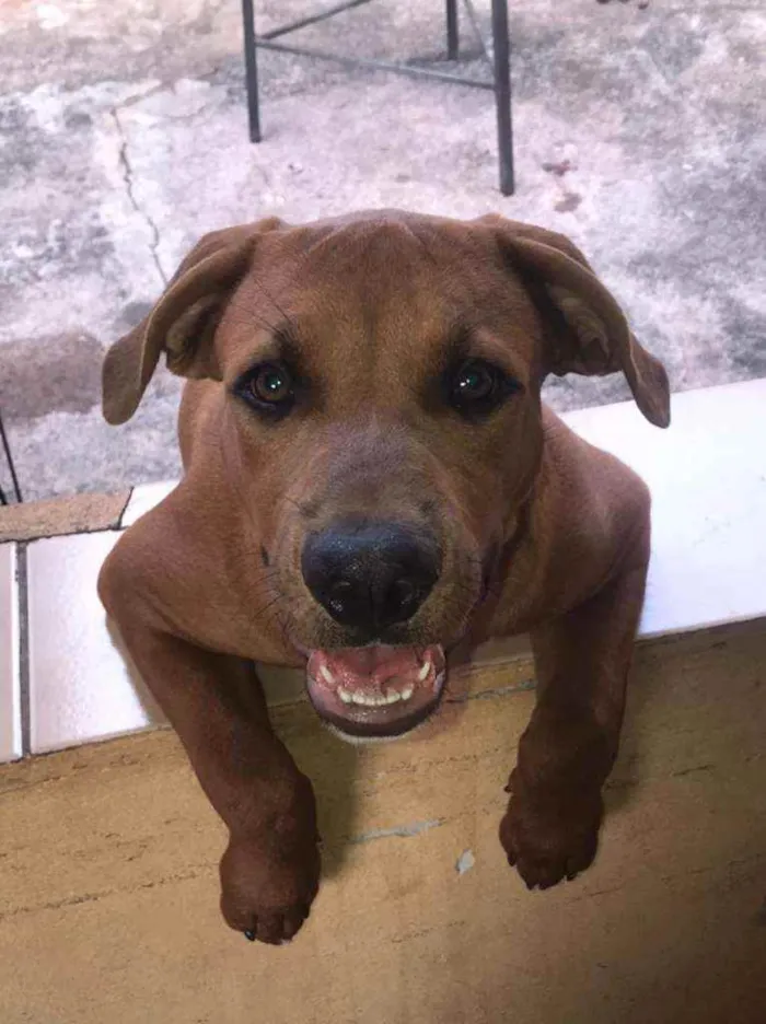 Cachorro ra a American bully/ rottweiler  idade 2 a 6 meses nome Princesa