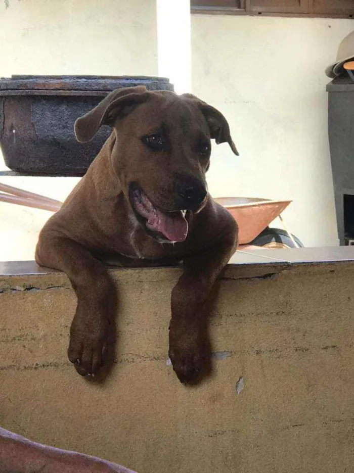 Cachorro ra a American bully/ rottweiler  idade 2 a 6 meses nome Princesa