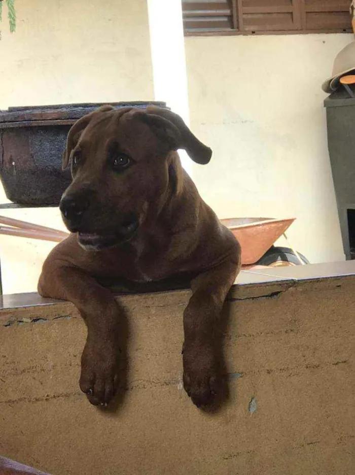 Cachorro ra a American bully/ rottweiler  idade 2 a 6 meses nome Princesa