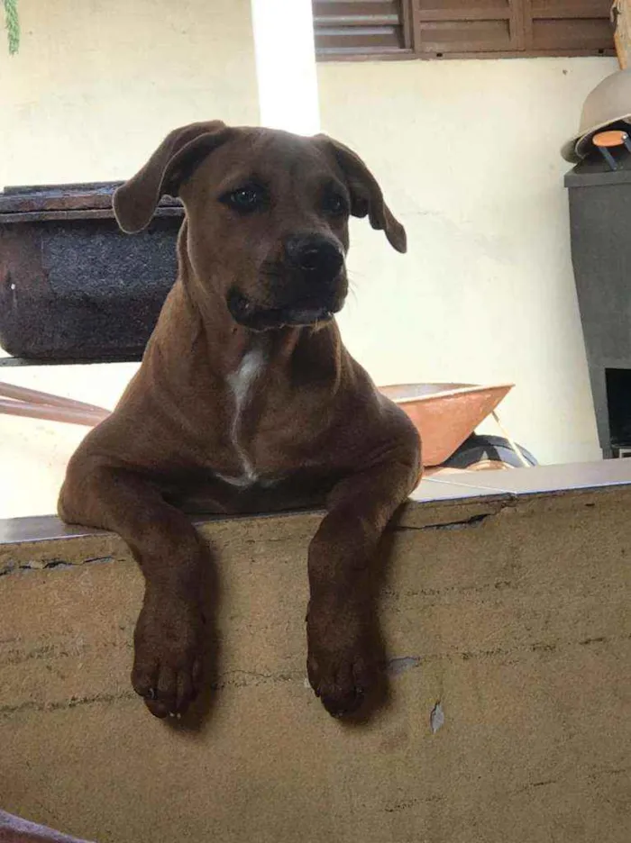 Cachorro ra a American bully/ rottweiler  idade 2 a 6 meses nome Princesa