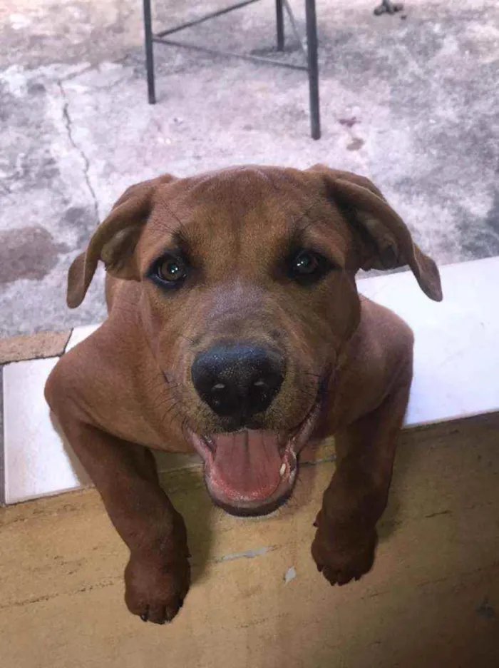 Cachorro ra a American bully/ rottweiler  idade 2 a 6 meses nome Princesa