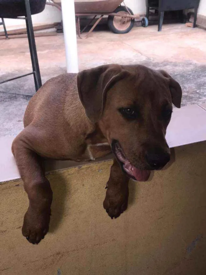 Cachorro ra a American bully/ rottweiler  idade 2 a 6 meses nome Princesa