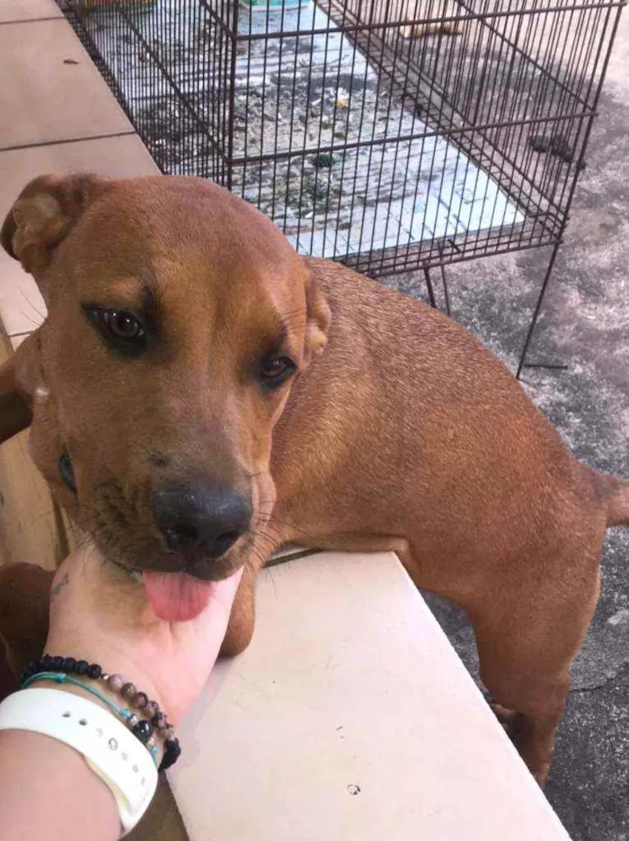 Cachorro ra a American bully/ rottweiler  idade 2 a 6 meses nome Princesa