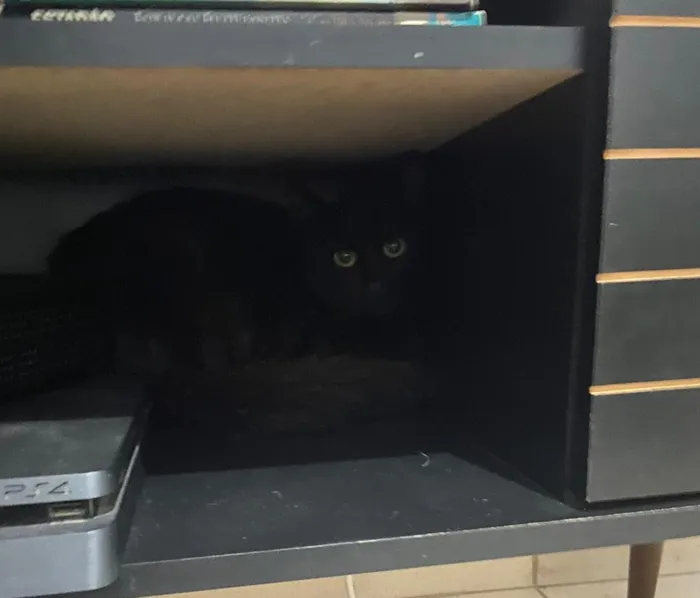 Gato ra a  idade 1 ano nome Bruce