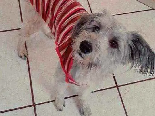 Cachorro raça Mix poodle idade 1 ano nome Mel