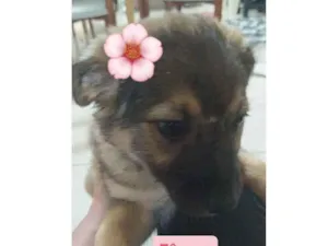 Cachorro raça sem raça definida idade 2 a 6 meses nome sem nomes definidos