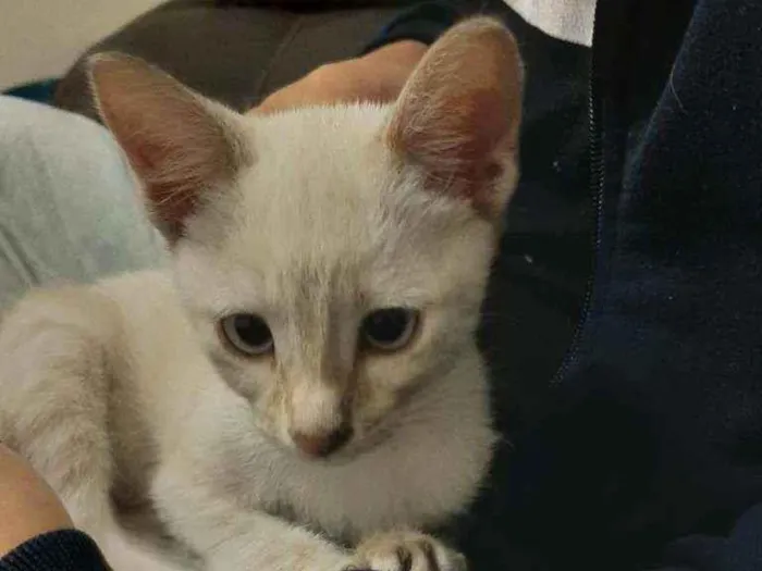 Gato ra a Sem raça definida idade 2 a 6 meses nome Mariáh