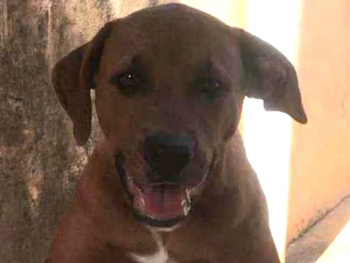 Cachorro ra a American bully/ rottweiler  idade 2 a 6 meses nome Princesa