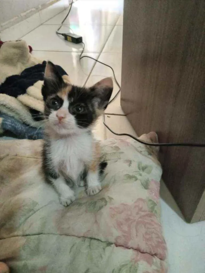 Gato raça Srd idade Abaixo de 2 meses nome Candy