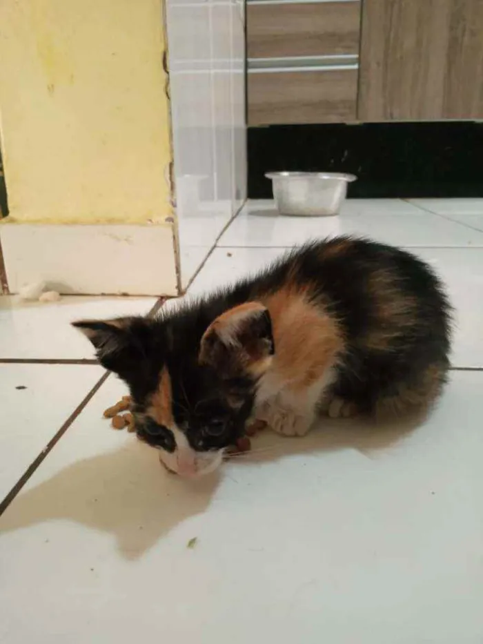 Gato raça Srd idade Abaixo de 2 meses nome Candy