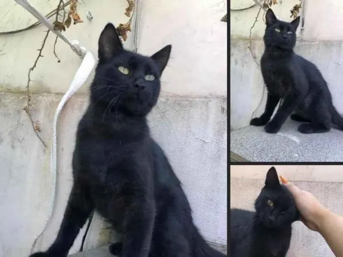 Gato ra a  idade 1 ano nome Bruce