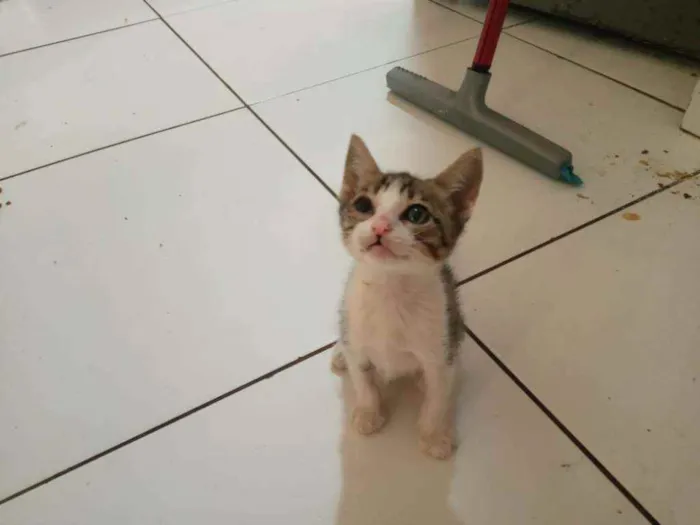 Gato raça Srd idade Abaixo de 2 meses nome Gael