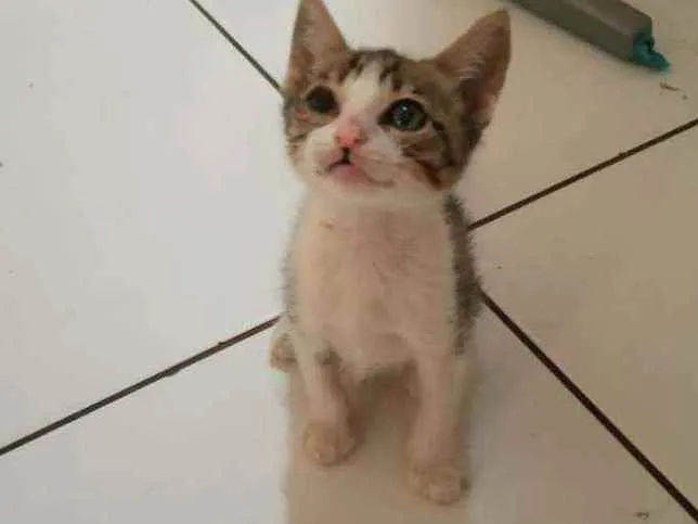 Gato raça Srd idade Abaixo de 2 meses nome Gael