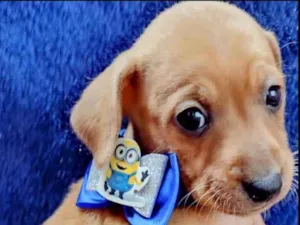 Cachorro raça Srd idade Abaixo de 2 meses nome Gandalf