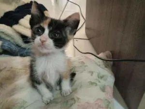 Gato raça Srd idade Abaixo de 2 meses nome Candy