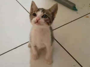 Gato raça Srd idade Abaixo de 2 meses nome Gael