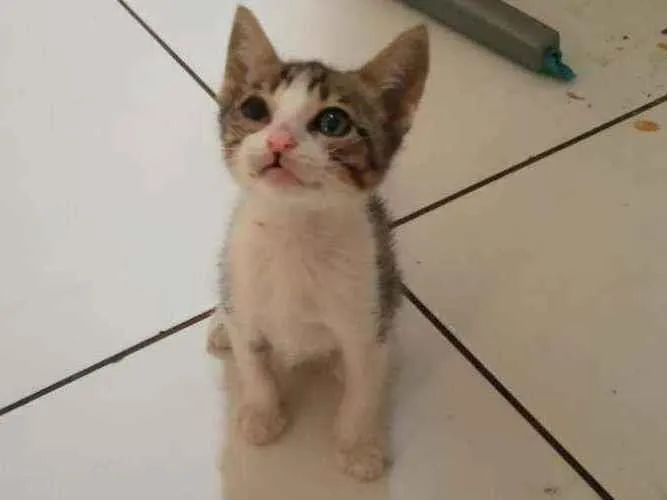 Gato raça Srd idade Abaixo de 2 meses nome Gael