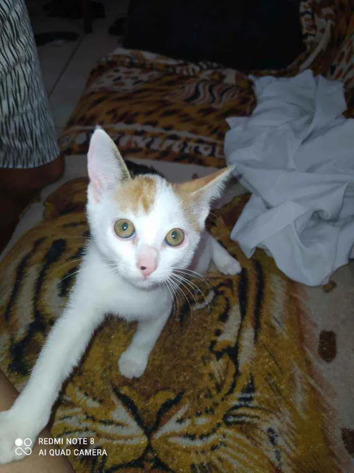 Gato raça Viralata idade 2 a 6 meses nome Dará e tigresa