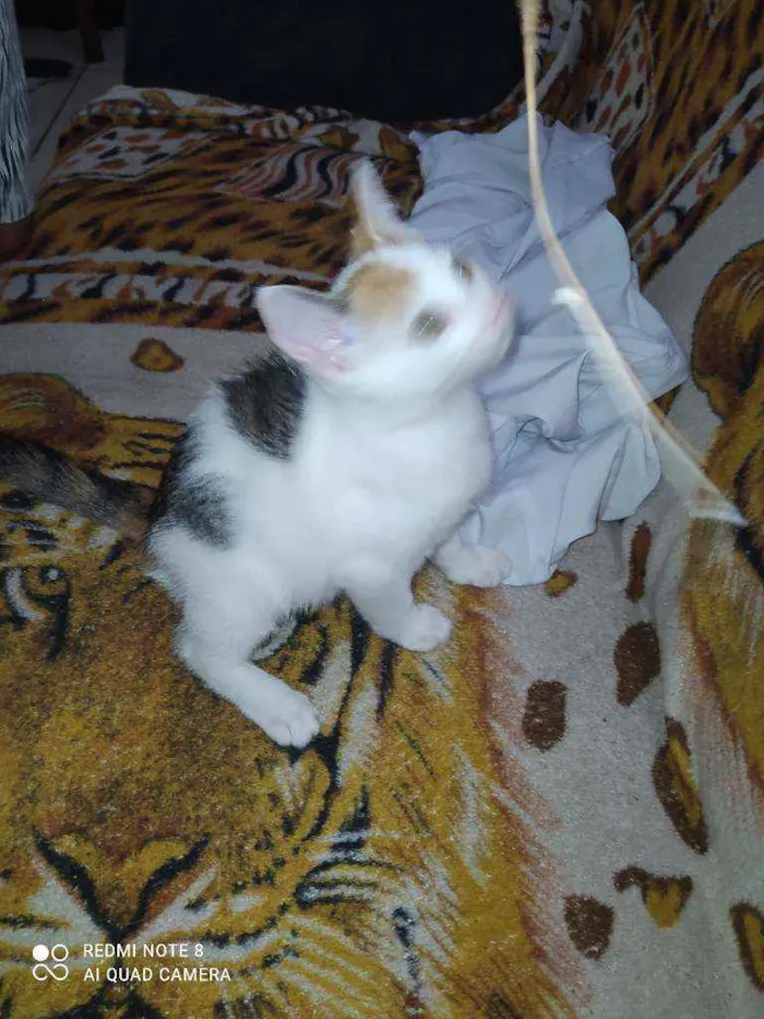 Gato raça Viralata idade 2 a 6 meses nome Dará e tigresa