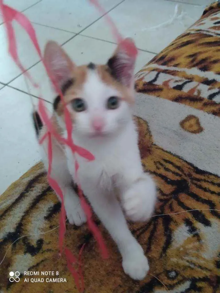 Gato raça Viralata idade 2 a 6 meses nome Dará e tigresa