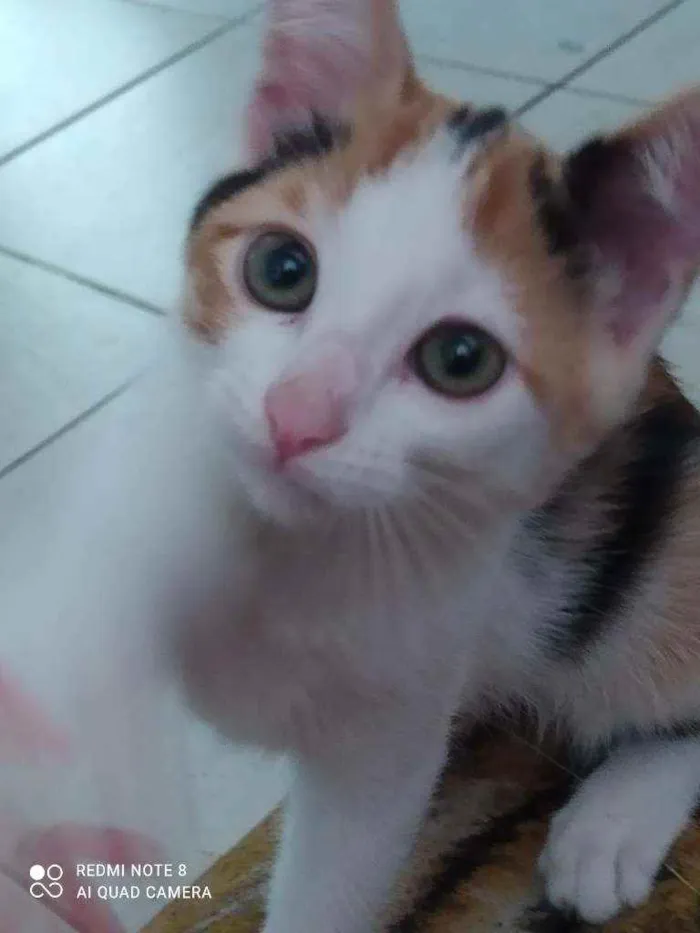 Gato raça Viralata idade 2 a 6 meses nome Dará e tigresa