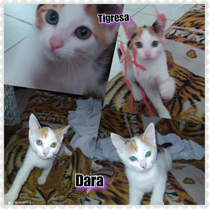 Gato raça Viralata idade 2 a 6 meses nome Dará e tigresa