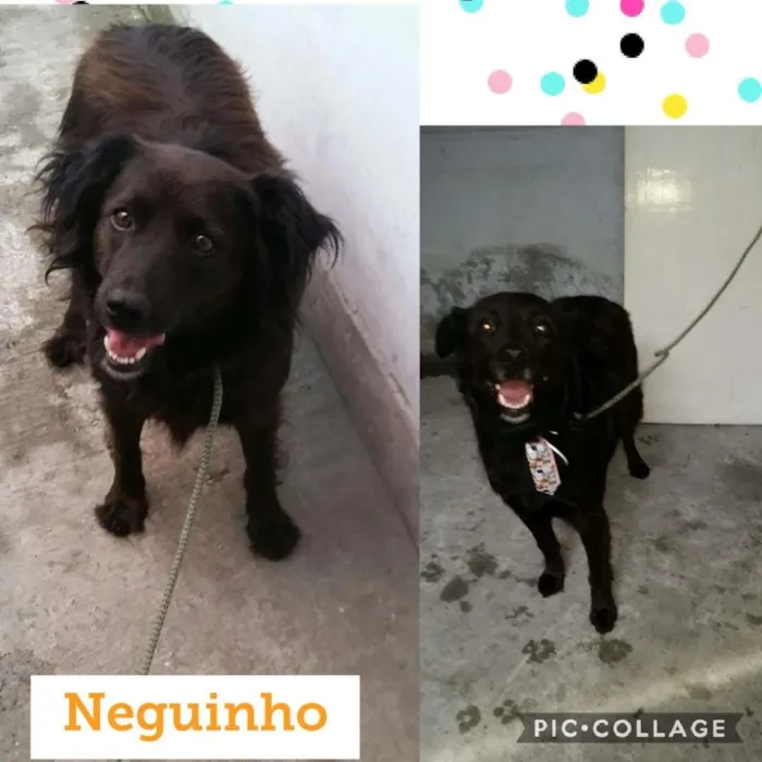 Cachorro raça SRD-ViraLata idade 3 anos nome NEGUINHO