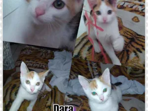 Gato raça Viralata idade 2 a 6 meses nome Dará e tigresa