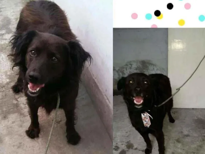 Cachorro raça SRD-ViraLata idade 3 anos nome NEGUINHO