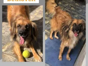 Cachorro raça SRD-ViraLata idade 3 anos nome BETHOVEN