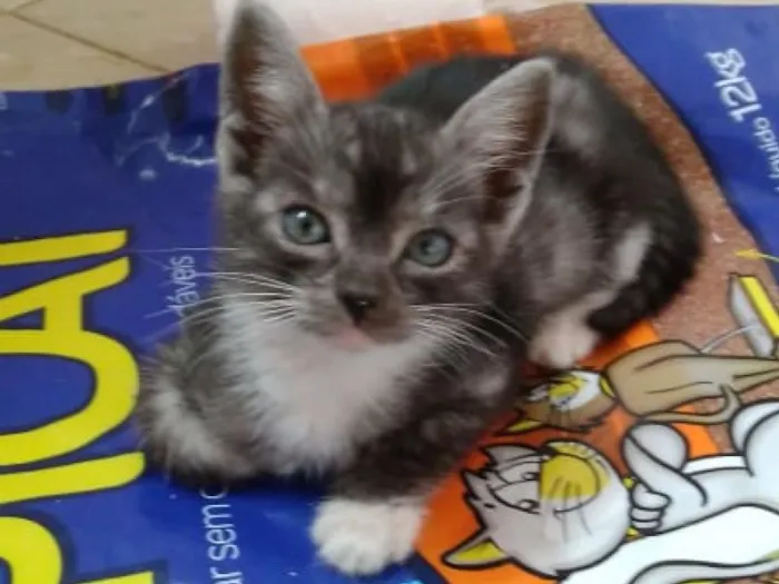 Gato raça SRD-ViraLata idade 2 a 6 meses nome Nelci