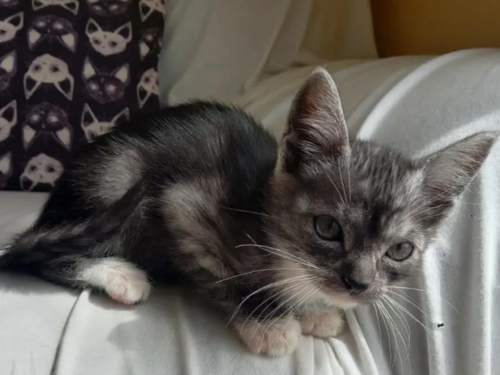 Gato raça SRD-ViraLata idade 2 a 6 meses nome Nelci