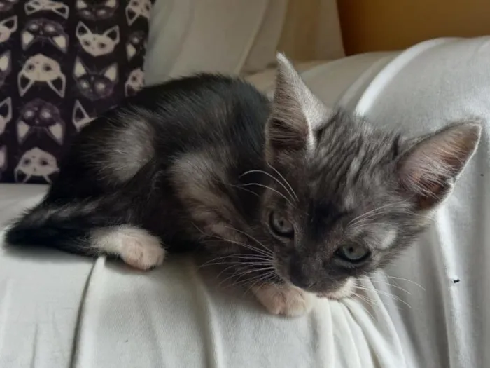 Gato raça SRD-ViraLata idade 2 a 6 meses nome Nelci