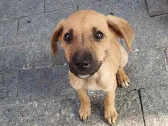 Cachorro raça Srd idade 2 a 6 meses nome Simba