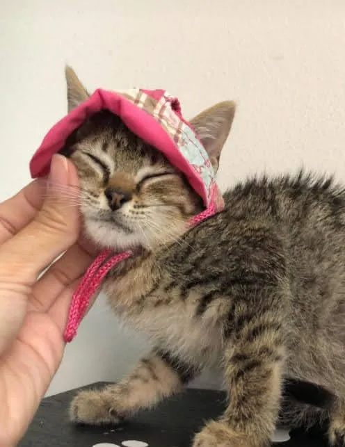 Gato ra a SRD idade Abaixo de 2 meses nome Marie
