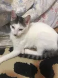 Amora
