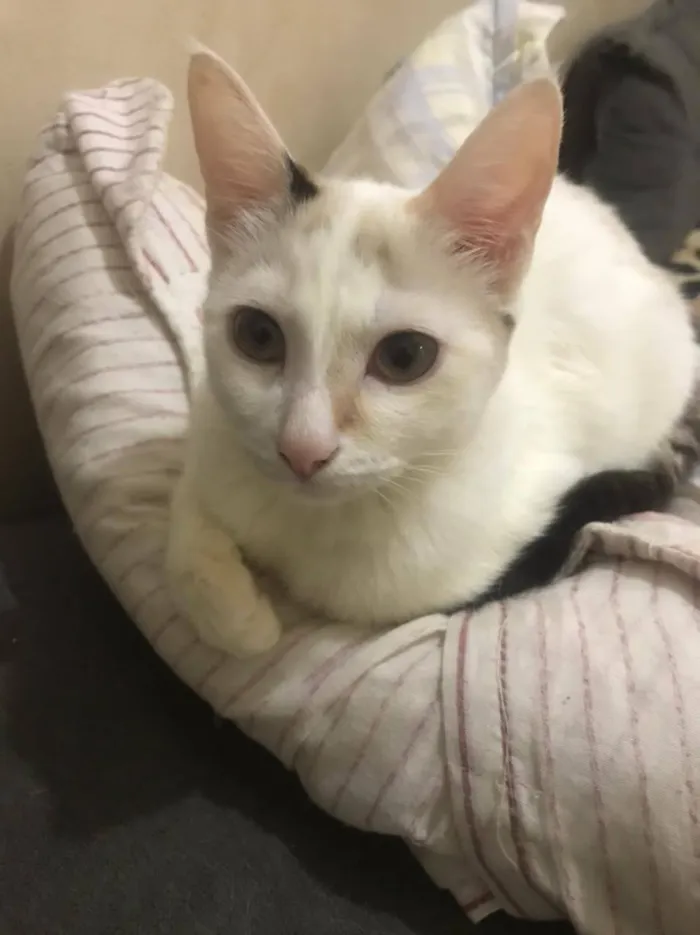 Gato ra a SRD idade 2 a 6 meses nome Marie