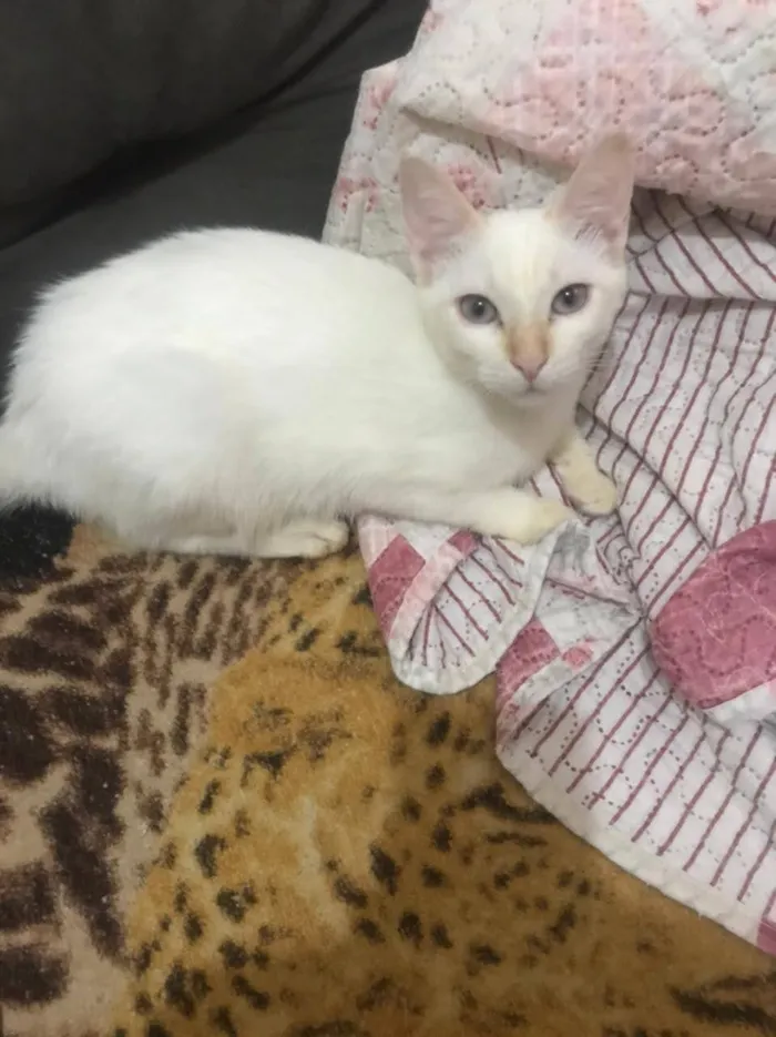 Gato ra a SRD idade 2 a 6 meses nome Ursula