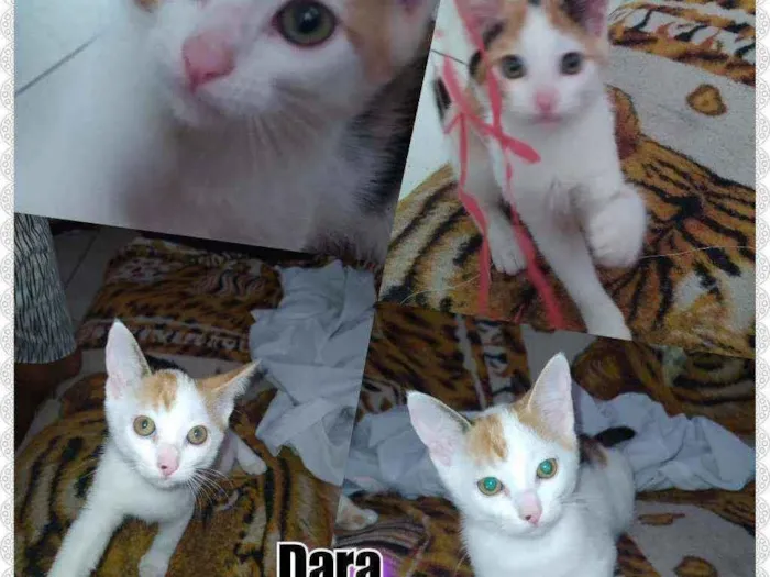 Gato raça Viralata idade 2 a 6 meses nome Dará e tigresa