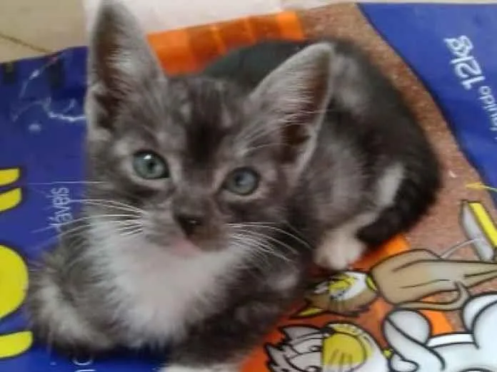 Gato raça SRD-ViraLata idade 2 a 6 meses nome Nelci