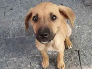 Cachorro raça Srd idade 2 a 6 meses nome Simba