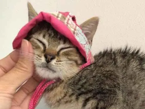 Gato ra a SRD idade Abaixo de 2 meses nome Marie