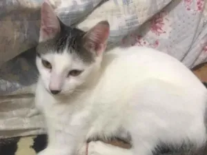 Gato raça SRD idade 2 a 6 meses nome Amora