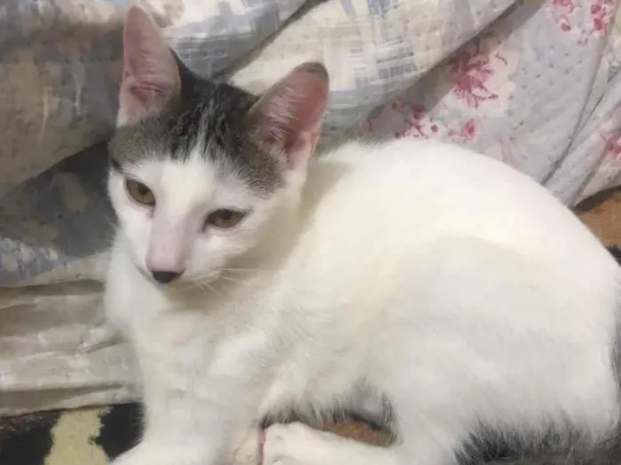 Gato ra a SRD idade 2 a 6 meses nome Amora